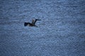 Great Blue Heron Flapping His Wings over Water Royalty Free Stock Photo