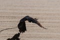 Great Blue Heron flying away over a lake at sunrise Royalty Free Stock Photo