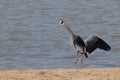 Great Blue Heron flaps its wings in the water.