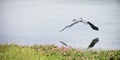 A Great Blue Heron Flies Near a Lake's Shore