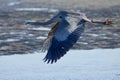 Great Blue Heron flies over beach at Witty`s Lagoon,  water spraying from its feet Royalty Free Stock Photo