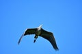 A Great Blue Heron flies overhead, its wings spread out. Royalty Free Stock Photo