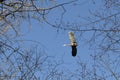 Great blue heron flies overhead against a blue sky