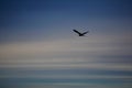 Great blue heron