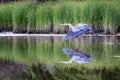 Great Blue Heron Flies with a Twin Royalty Free Stock Photo