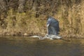 Great Blue Heron In Flight Royalty Free Stock Photo