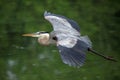 Great Blue Heron In Flight Royalty Free Stock Photo