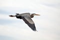 Great Blue Heron in flight Royalty Free Stock Photo