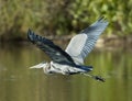 Great Blue Heron In Flight Royalty Free Stock Photo