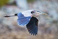 Great Blue Heron Royalty Free Stock Photo