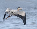 Great Blue Heron in flight with fish Royalty Free Stock Photo