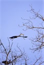 Great Blue Heron in Flight  818999 Royalty Free Stock Photo