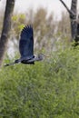 Great Blue Heron in Flight   819422 Royalty Free Stock Photo