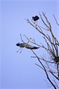 Great Blue Heron in Flight  818993 Royalty Free Stock Photo