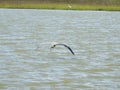 Great Blue Heron in Flight Royalty Free Stock Photo