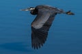 Great Blue Heron in flight herons flying Royalty Free Stock Photo