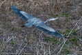 Great Blue Heron in flight herons flying Royalty Free Stock Photo