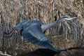 Great Blue Heron in flight herons flying Royalty Free Stock Photo