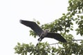 Great Blue Heron In Flight Isolated Royalty Free Stock Photo