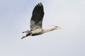 Great Blue Heron In Flight Isolated Royalty Free Stock Photo