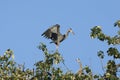 Great Blue Heron In Flight Isolated Royalty Free Stock Photo