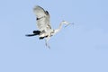 Great Blue Heron In Flight Isolated Royalty Free Stock Photo