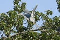 Great Blue Heron In Flight Isolated Royalty Free Stock Photo