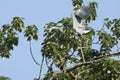 Great Blue Heron In Flight Isolated Royalty Free Stock Photo