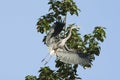 Great Blue Heron in flight Isolated Royalty Free Stock Photo