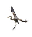Great Blue Heron In Flight Royalty Free Stock Photo