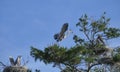 Great Blue Heron in flight landing in Rookery