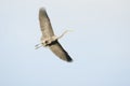 Great Blue Heron In Flight Open Wings Royalty Free Stock Photo