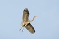 Great Blue Heron In Flight Open Wings Royalty Free Stock Photo