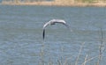 A Great Blue Heron in flight over a lake with his wings downward.