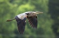 Great Blue Heron in flight, Walton County, Georgia birding Royalty Free Stock Photo