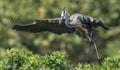 Great Blue Heron Royalty Free Stock Photo