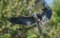 Great Blue Heron Royalty Free Stock Photo