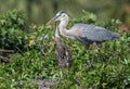 Great Blue Heron Royalty Free Stock Photo