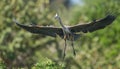 Great Blue Heron Royalty Free Stock Photo