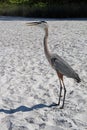 A Great Blue Heron on a Florida Beach Royalty Free Stock Photo