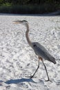 A Great Blue Heron on a Florida Beach Royalty Free Stock Photo