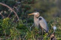 Great Blue heron in Florida