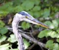 Great Blue Heron in Florida river Royalty Free Stock Photo