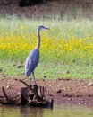 Great Blue Heron, Upper Lake Mary, Arizona