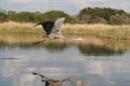 Great Blue Heron Flying Royalty Free Stock Photo