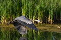 Great Blue Heron Flying Royalty Free Stock Photo