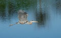 Great blue heron flying above the water Royalty Free Stock Photo