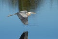 Great blue heron flying above the water Royalty Free Stock Photo