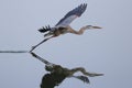 Great blue heron flying above the water Royalty Free Stock Photo