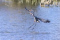 Great Blue Heron Flying Above Water Royalty Free Stock Photo